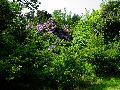 gal/holiday/Nymans Gardens 2003/_thb_Rhododendron_DSC08636.JPG